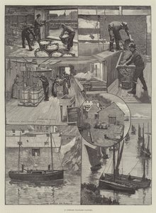 Cornish Pilchard Fabrikası